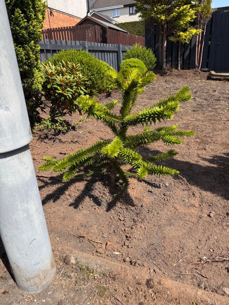 Monkey Puzzle tree 