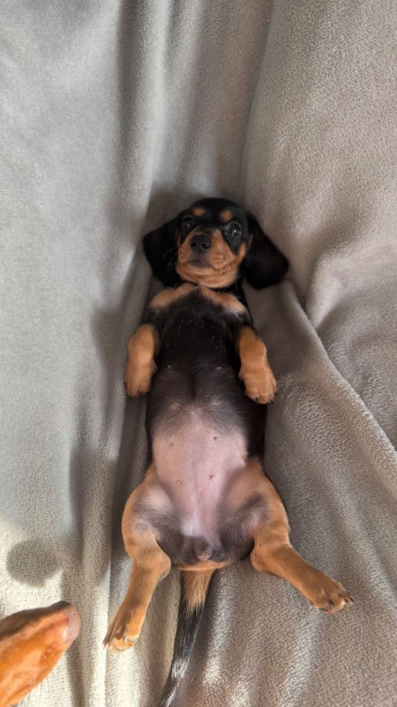 READY TO LEAVE!! Miniature dachshund