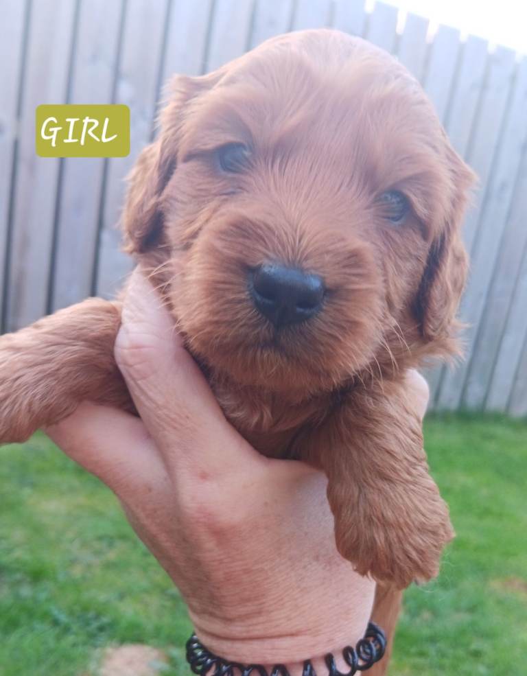F1B Cockapoo (Cockapoo x IKC registered Toy Poodle)