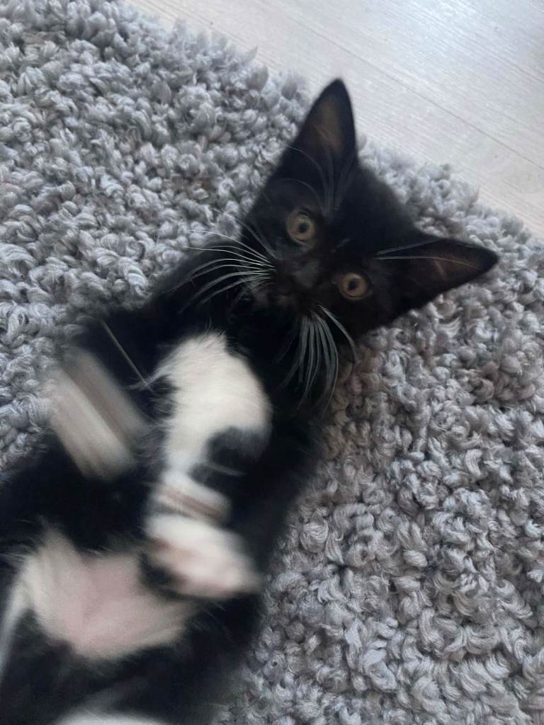 3 kittens for sale , ready to leave now 