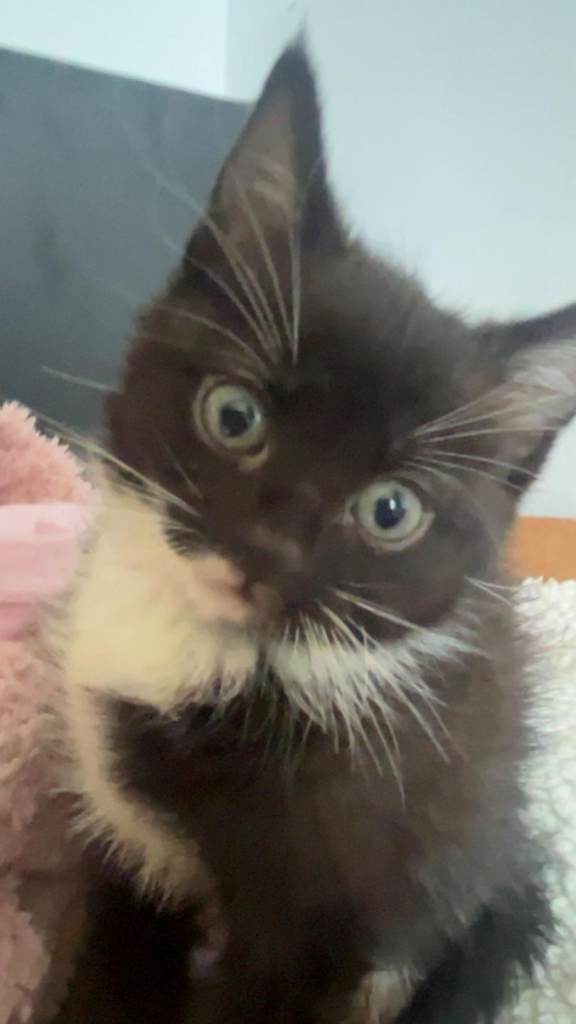 Kittens 