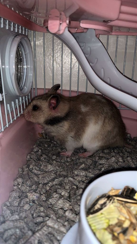 Syrian Hamster with cage and accessories 