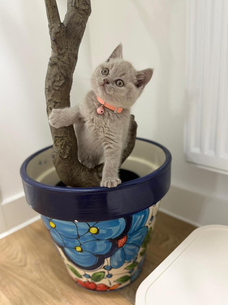 Cute lilac British short hair kitten looking for new home 
