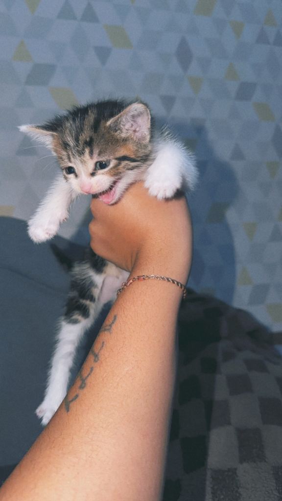 Kitten 