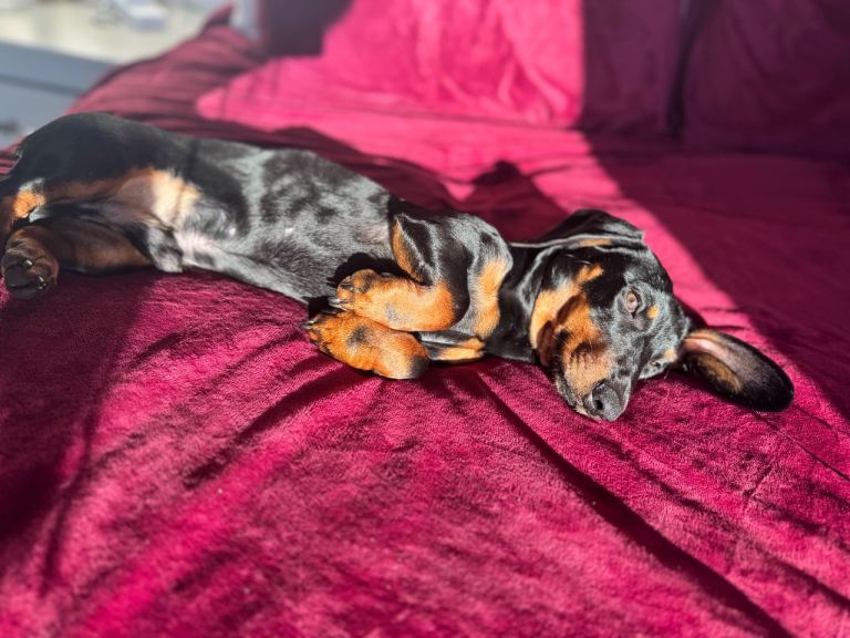 6 month old puppy for sale 