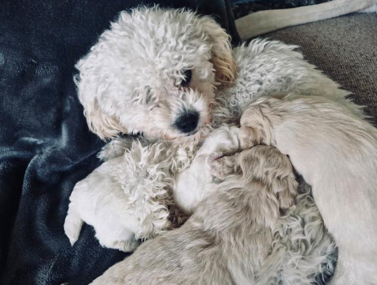Shihpoo puppy 