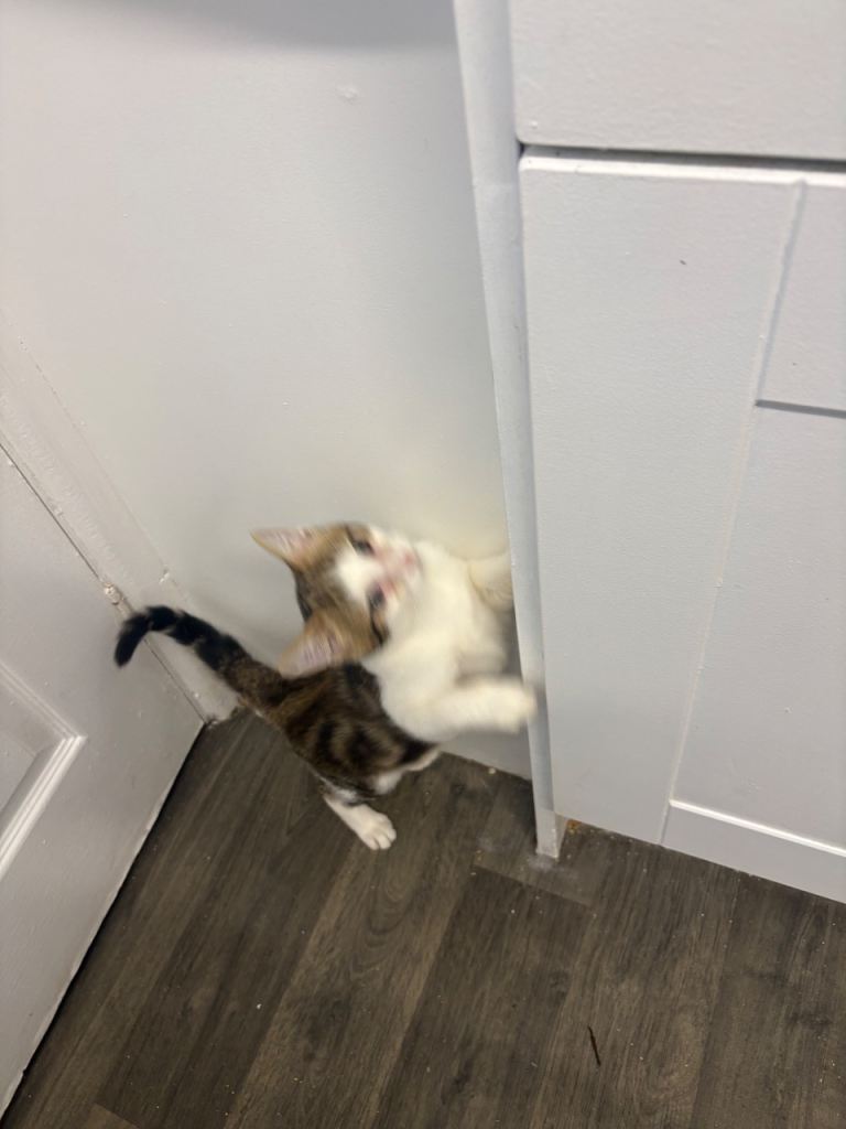 Male kitten 