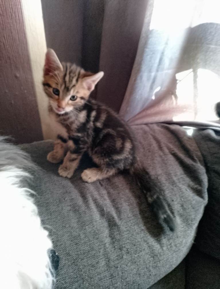 Stunning kittens