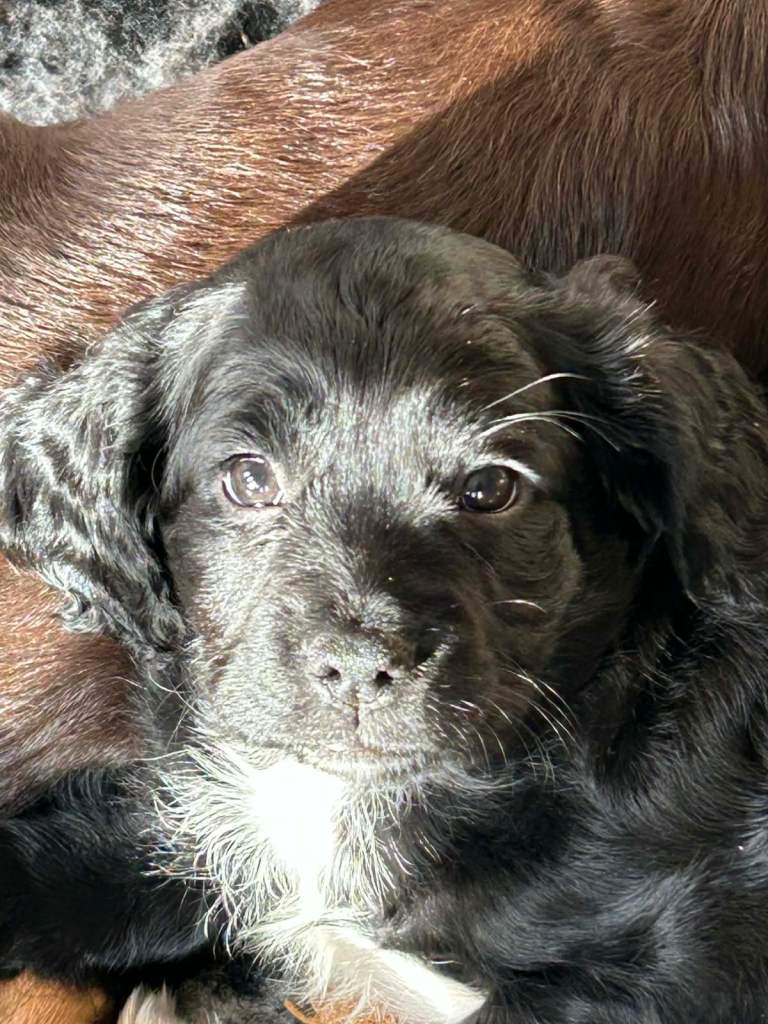 REDUCED COLLECT THIS WEEKEND! Exceptional litter of F1b Cocker Tzu