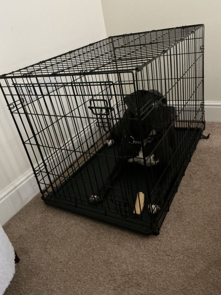 Dog crate for sale 