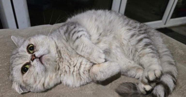 British shorthair cat 