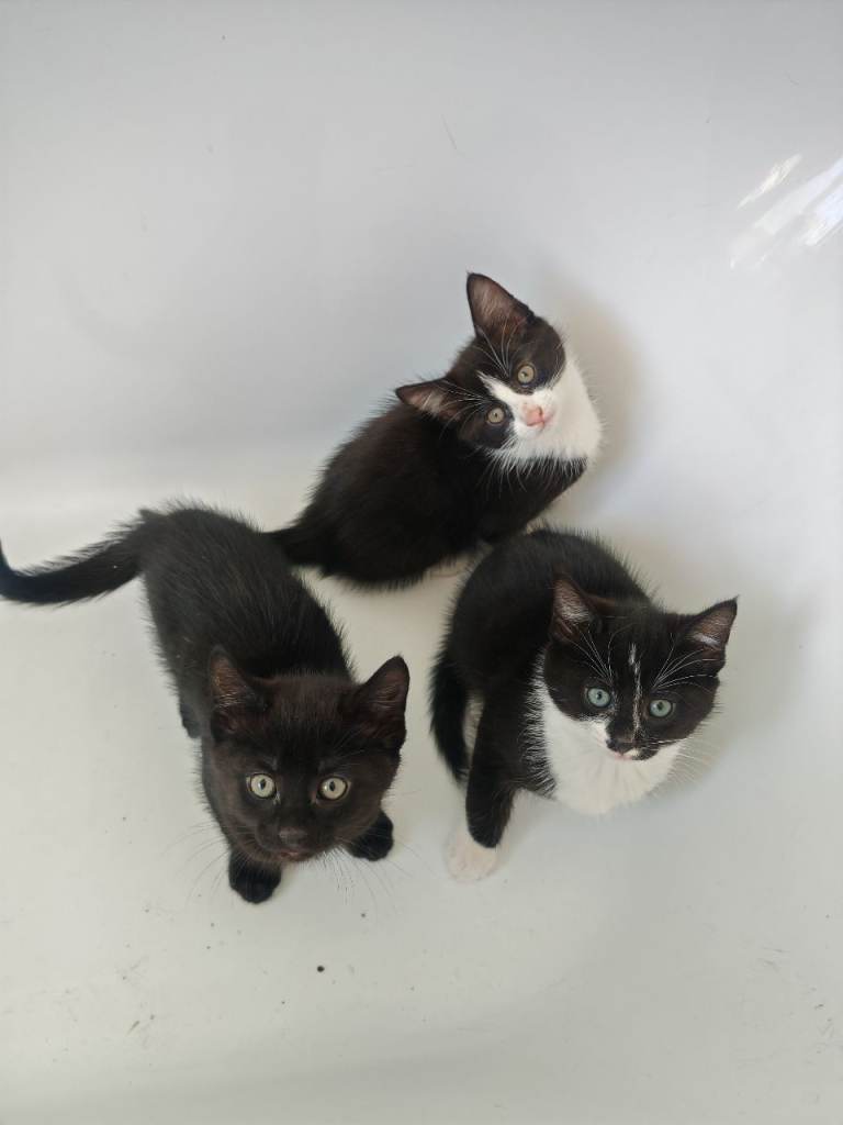Kittens (2 boys + 1 girl)