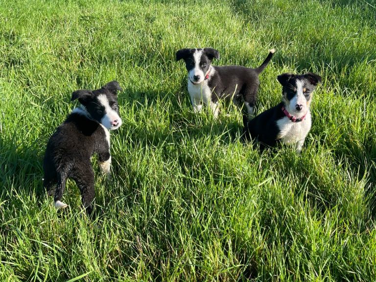 4 Boarder Collie Pups 