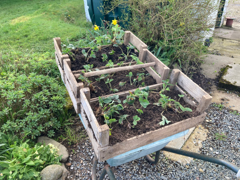 Wooden potato seed boxes.
