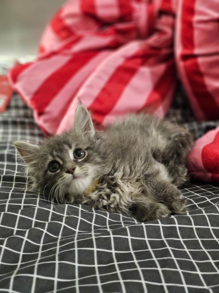 Maine coon kittens for sale