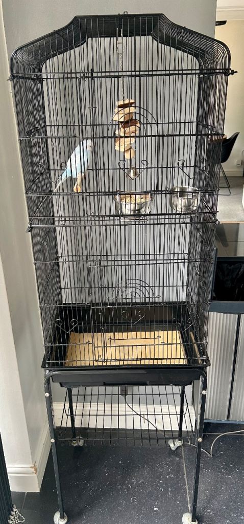 BUDGIE