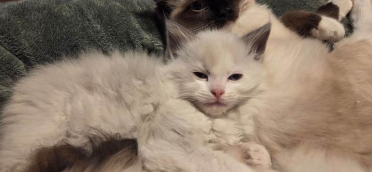 Beautiful Ragdoll Kittens Only 1 left 💖