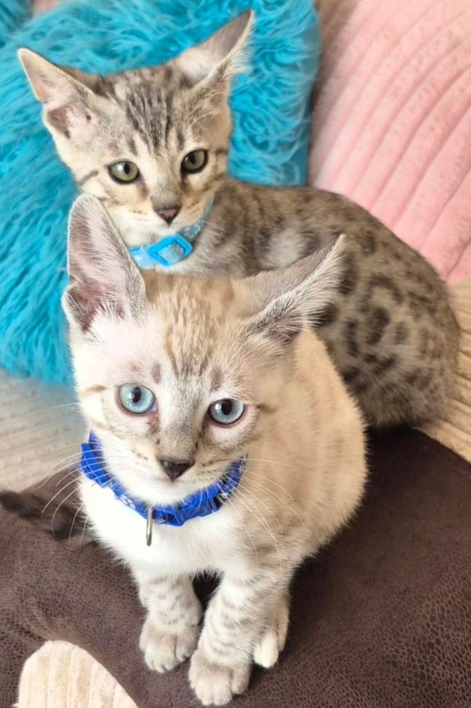 Pure Bred Bengal Boys