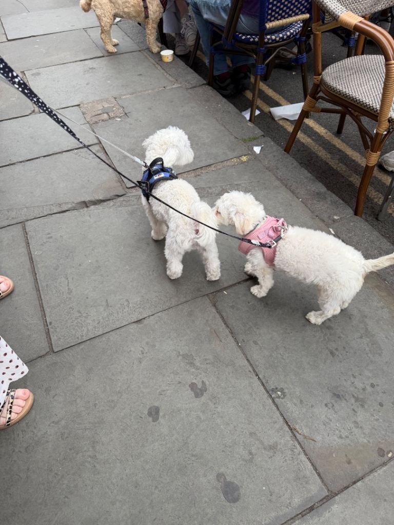 Maltese puppy 