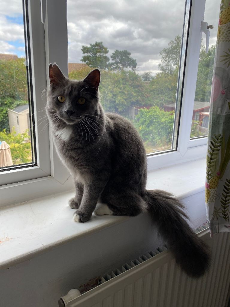 8 month old long haired male