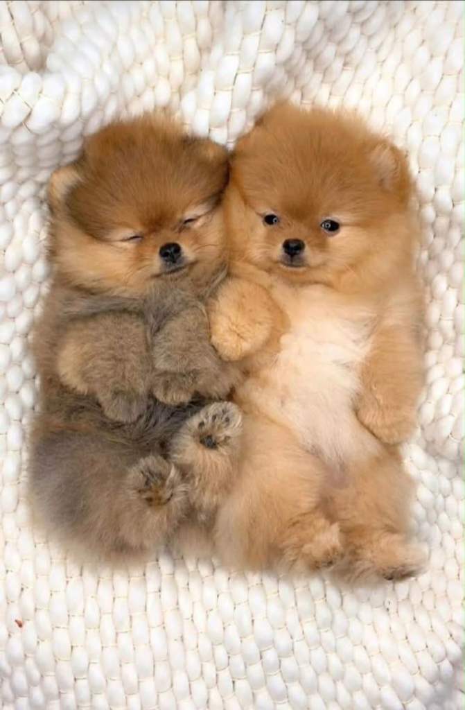 Xxs Pomeranian 