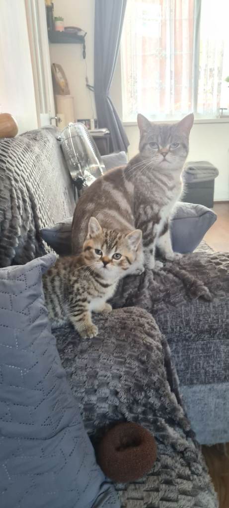 Adorable kittens