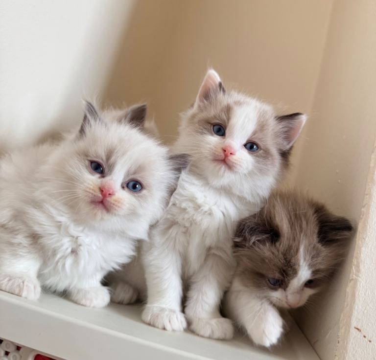 Pure ragdoll kittens 