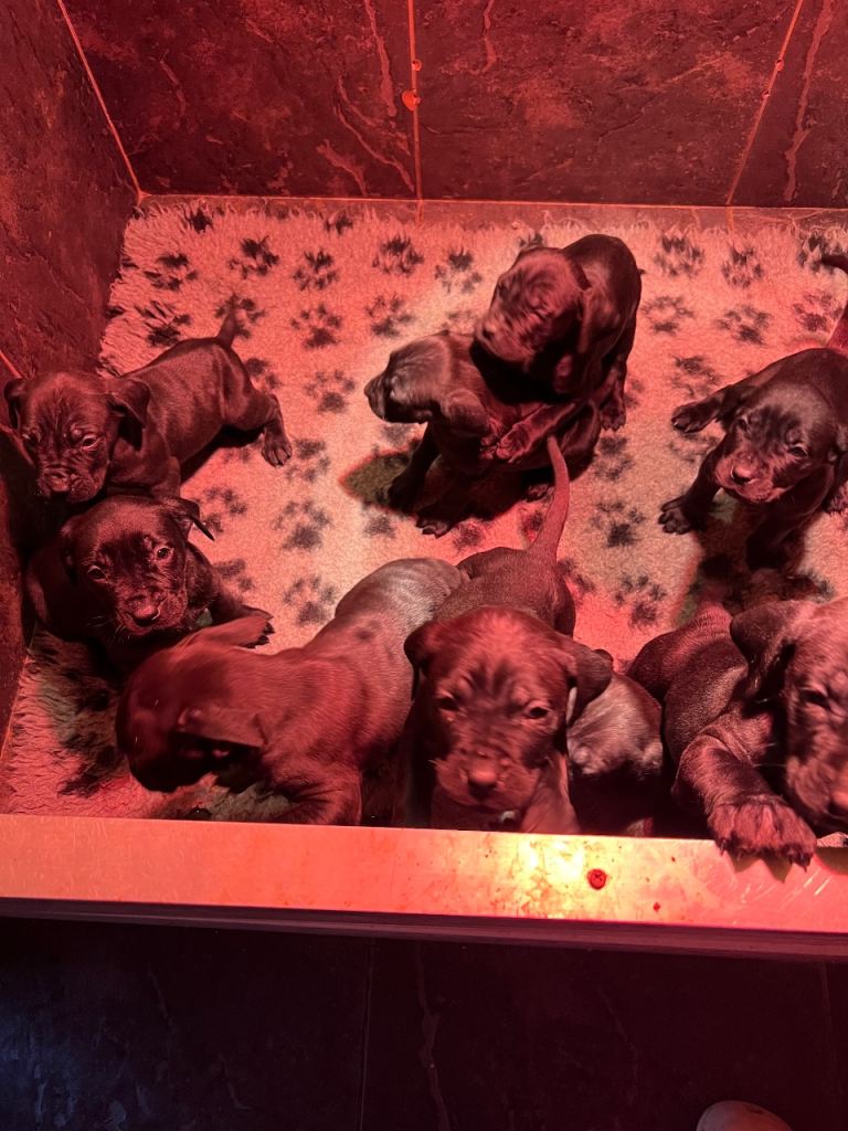 Mastiff puppies for sale 
