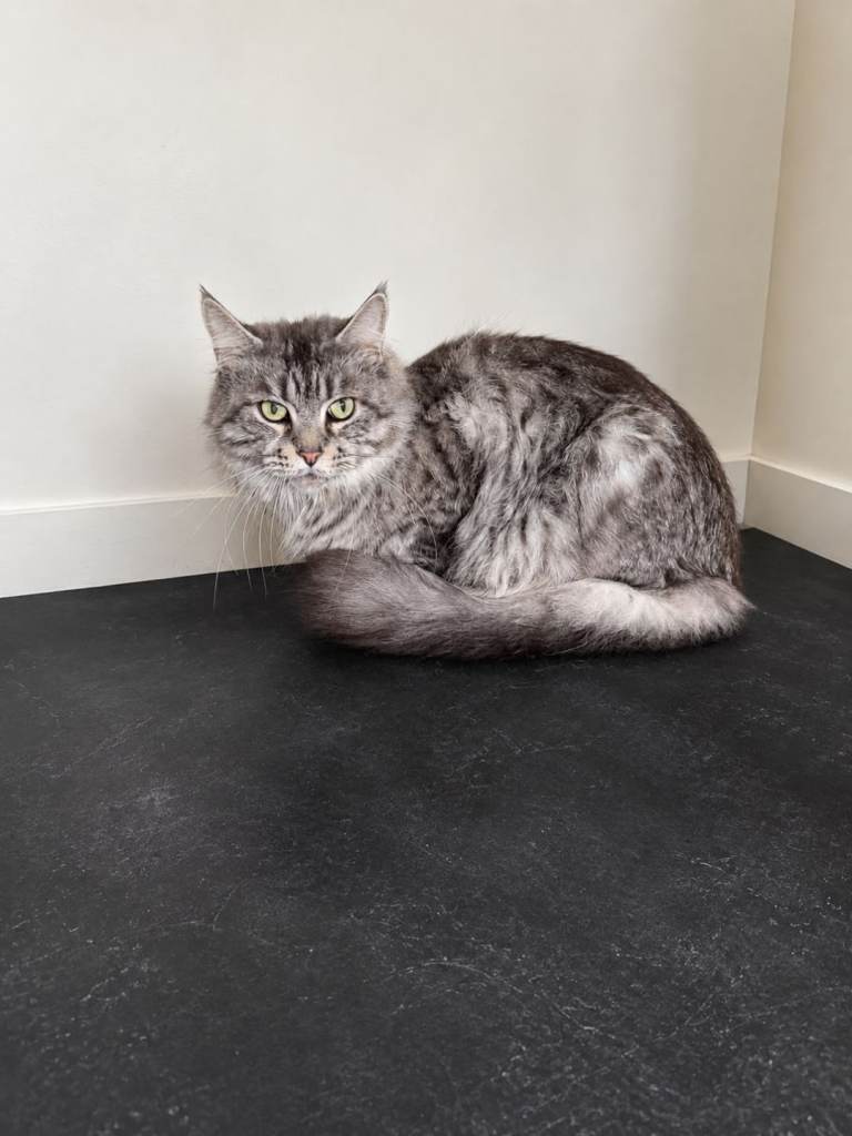 6 year old female maine coon cat pedigree registered 