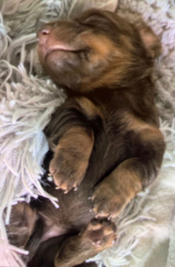 Mini Dashunds long coat pups 