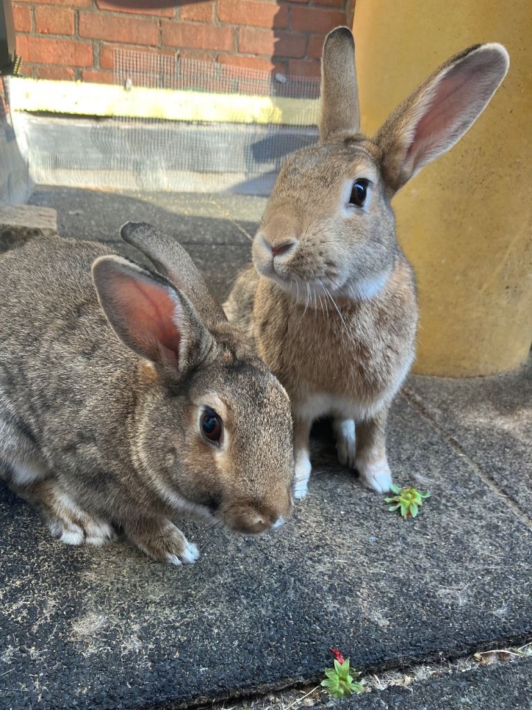 2 neutered bonded rabbits, 2.5 years old