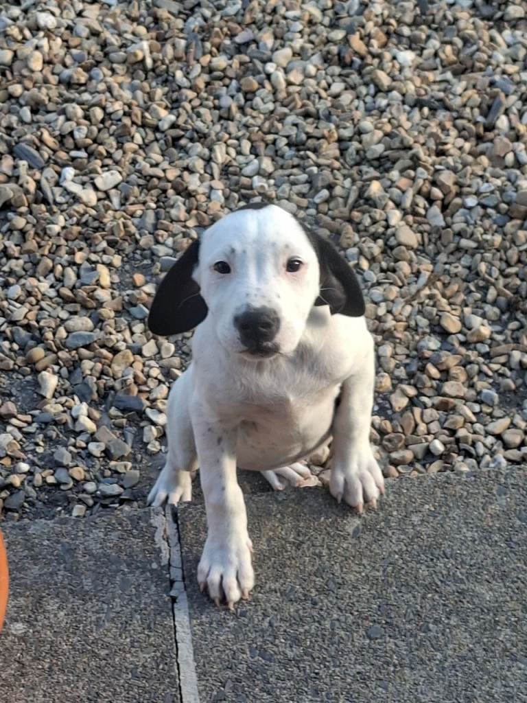 Labrador x staff puppies