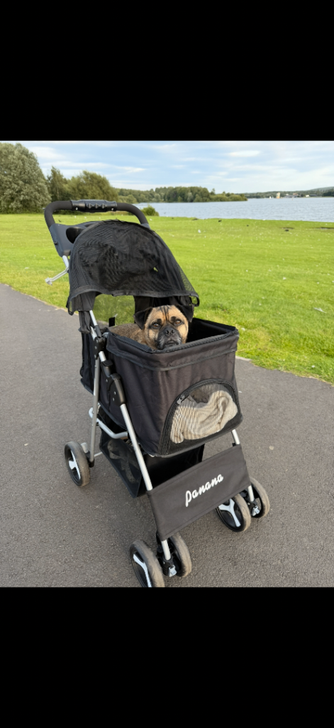 dog pram 