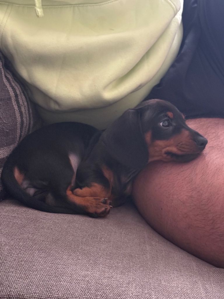 Black and Tan Female Miniature Dachshund puppy 
