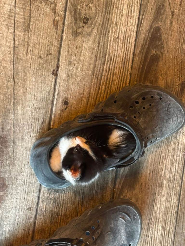Kittens