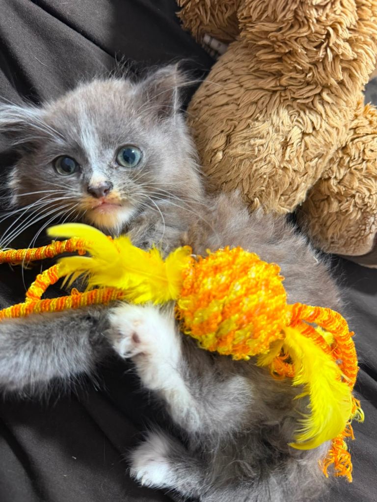 Female kitten 