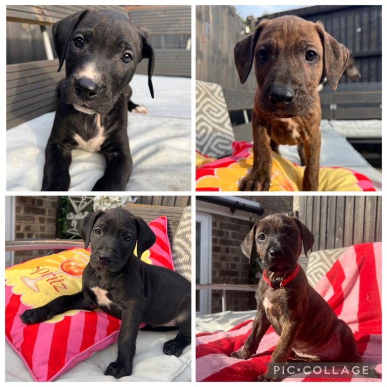 * READY TO LEAVE * Rhodesian Ridgeback x Bull Lurcher Puppies