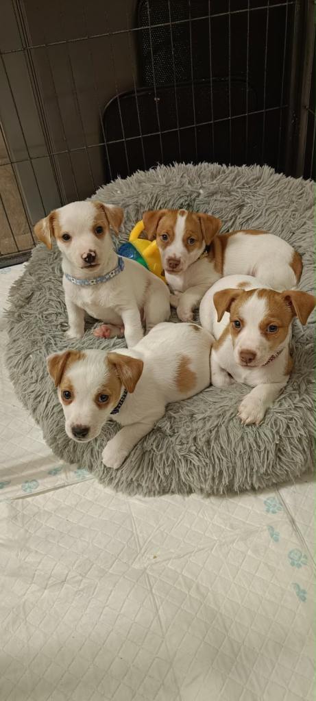 Jack Russell Terrier Puppies