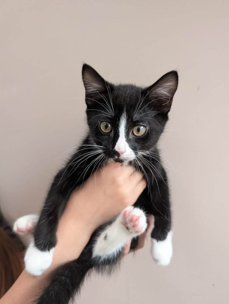 Tuxedo Kittens x2 £50 ea