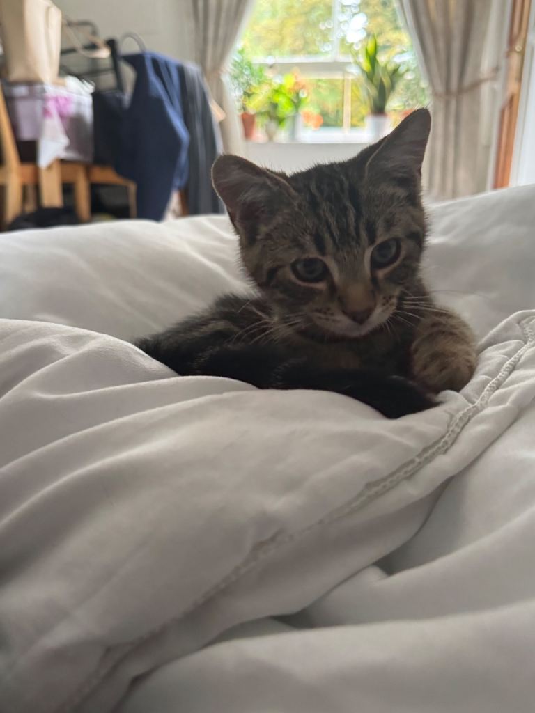Kitten for Sale 