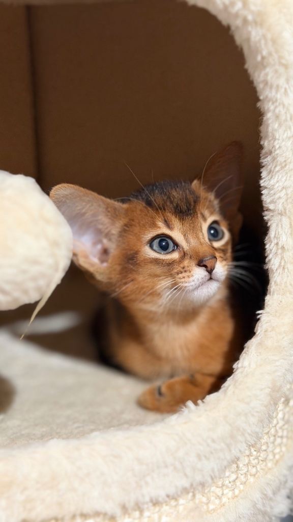  Beautiful GCCF Registered Abyssinian Kittens 💙❤️