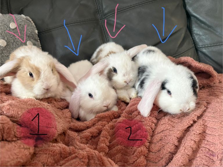 4 mini lop babies ready now!! 