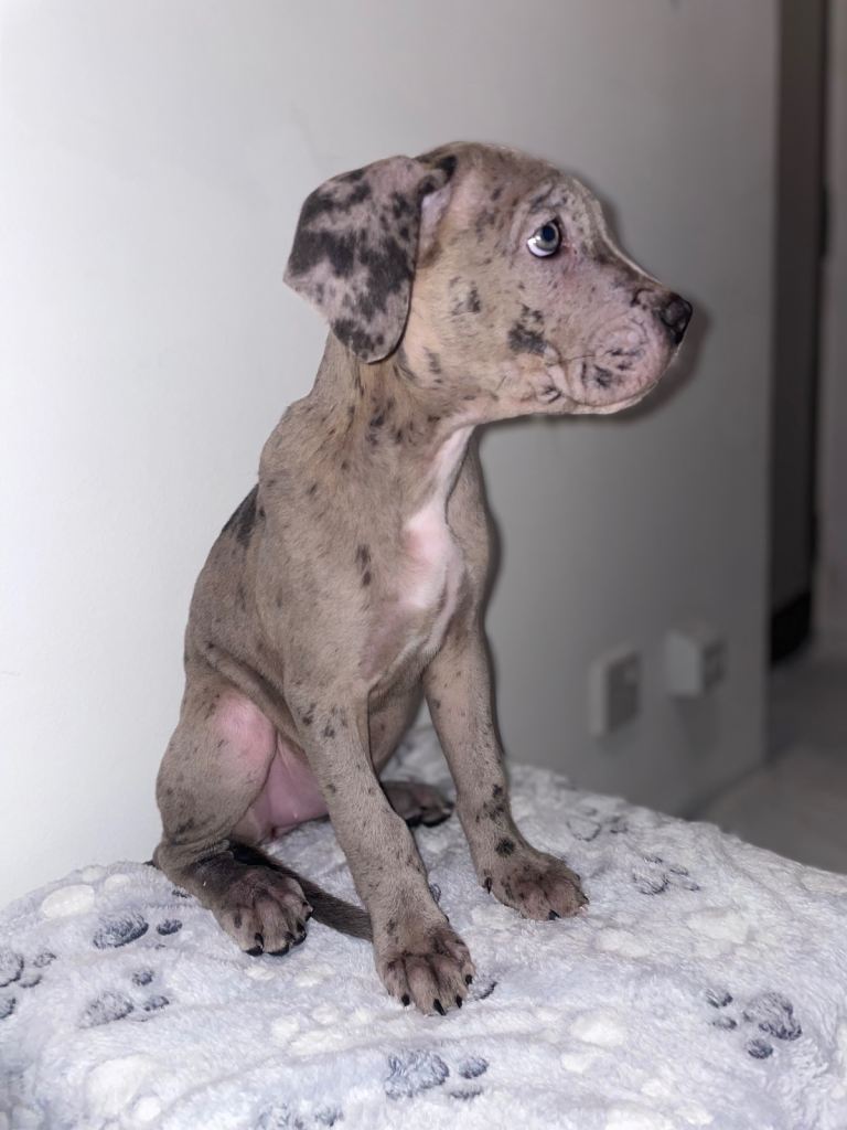 Merle Cane Corso Puppies