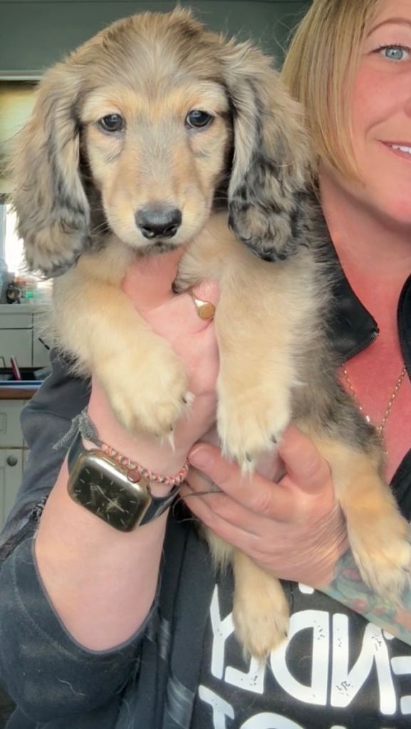 Shaded cream miniature dachshund 