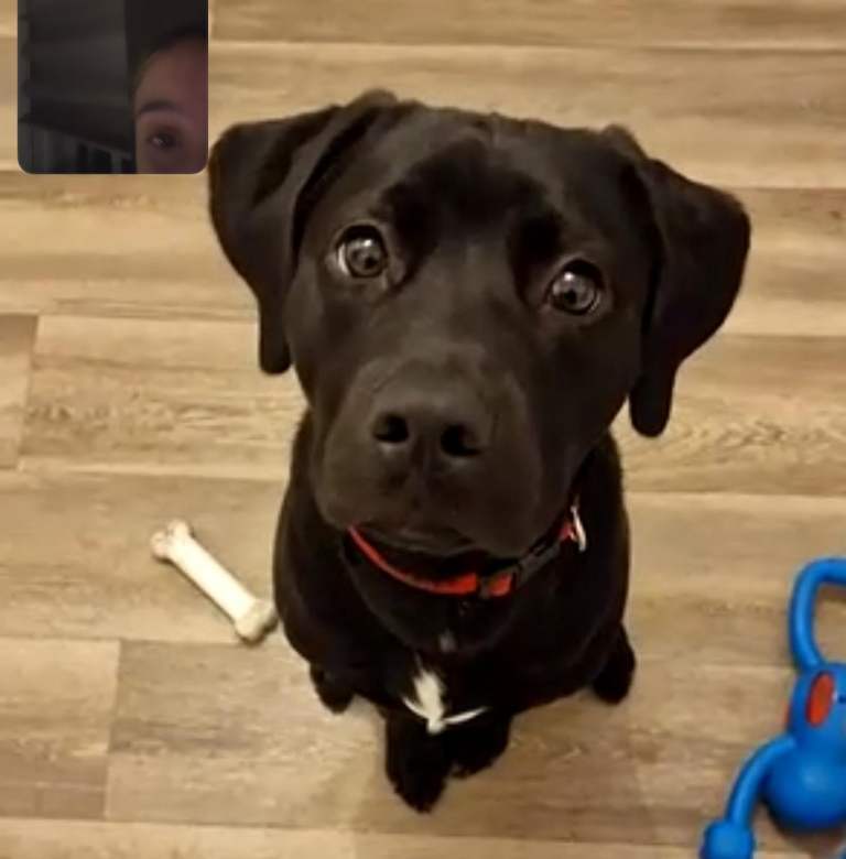 Staffador (half labrador, half staffy) 