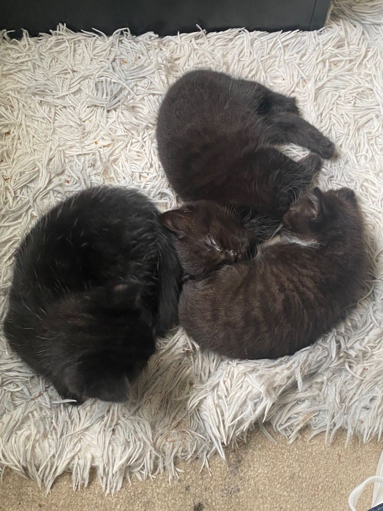 Three kittens 