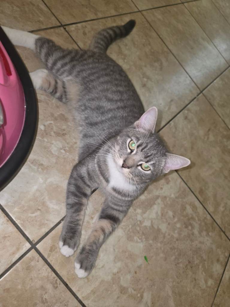 Adult cat