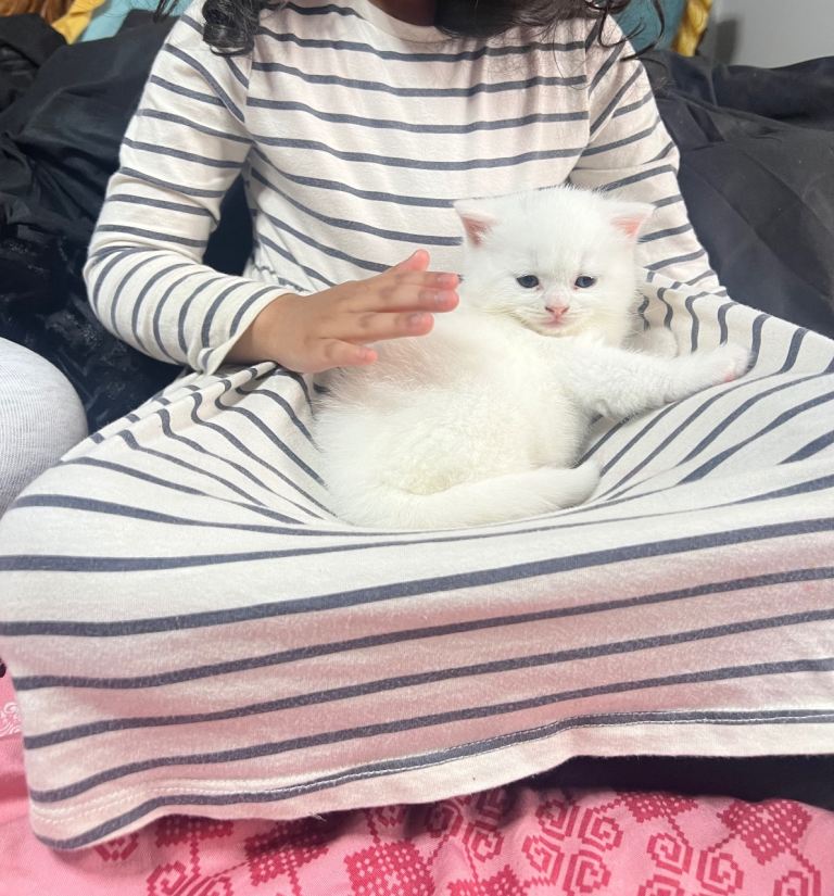 BSH Pedigree Kitten