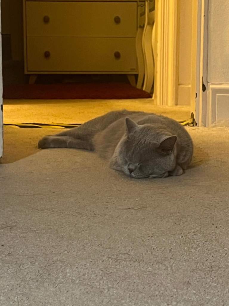 Grey British Shorthair 