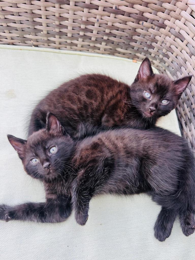 Two Gorgeous Female Kittens – Rare Maine Coon x Bengal Cross
